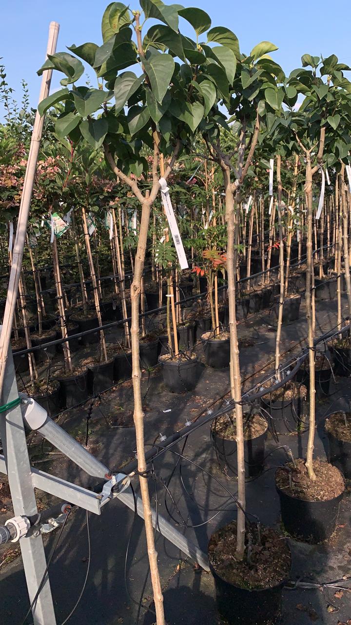 Сирень обыкновенная Мадам Лемуан штамб